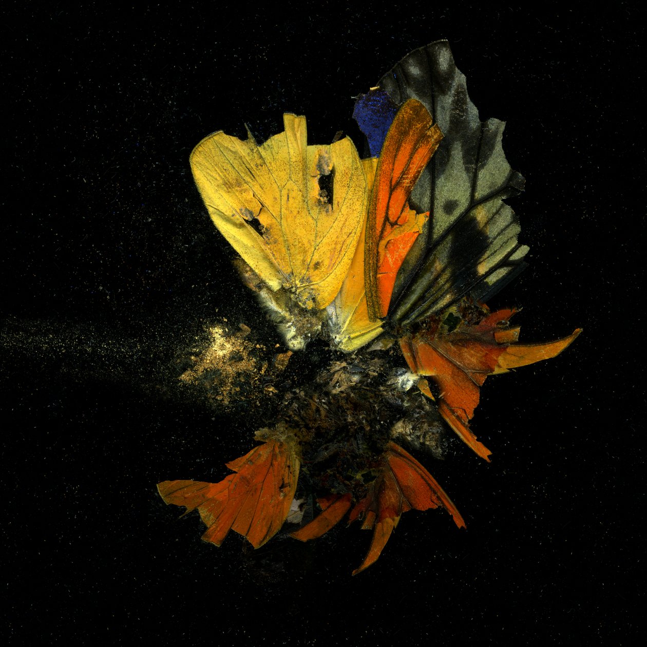 Hyönteismyrkky 13, 2009 (C-tyypin valokuva) tekijältä Mat Collishaw