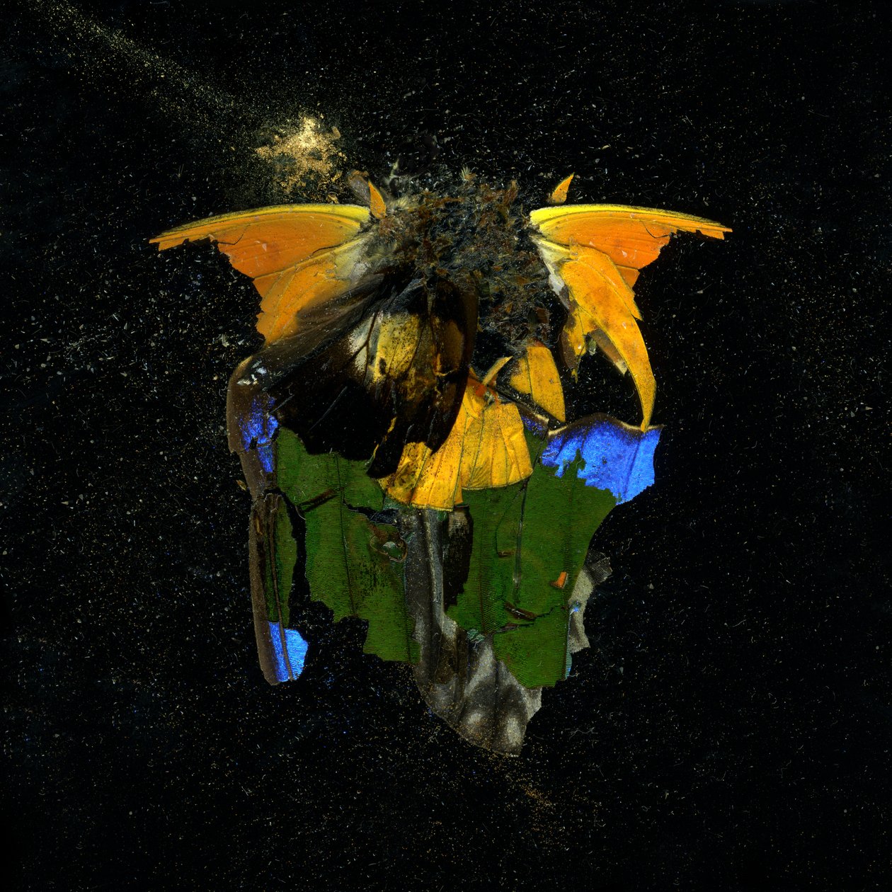 Hyönteismyrkky 14, 2009 (C-tyypin valokuva) tekijältä Mat Collishaw