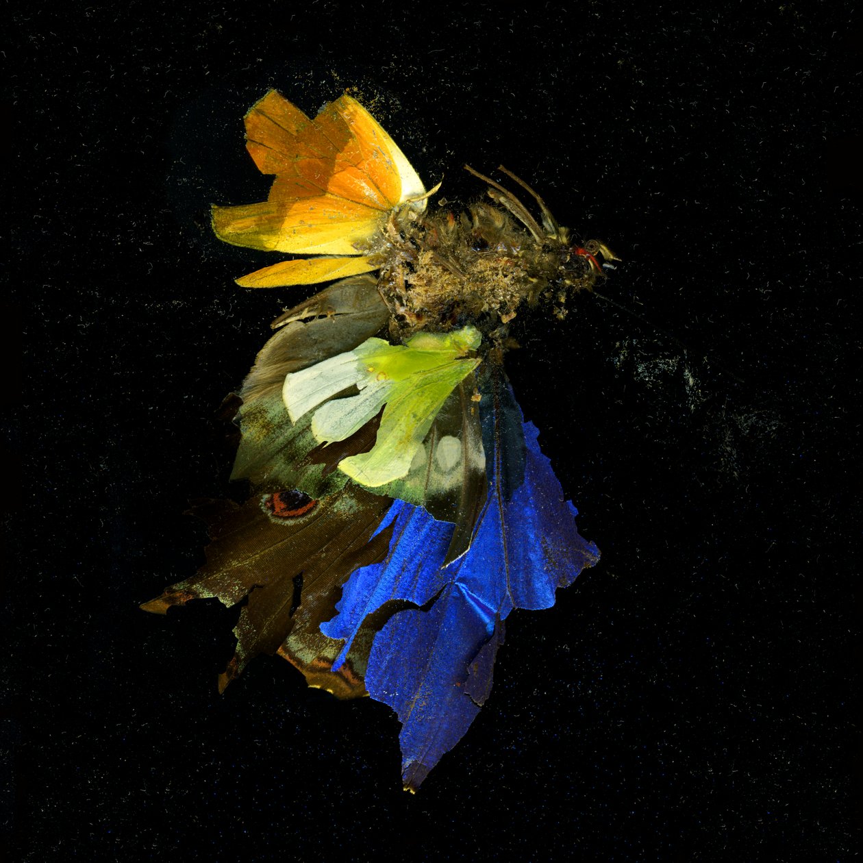 Hyönteismyrkky 15, 2009 (C-tyypin valokuva) tekijältä Mat Collishaw