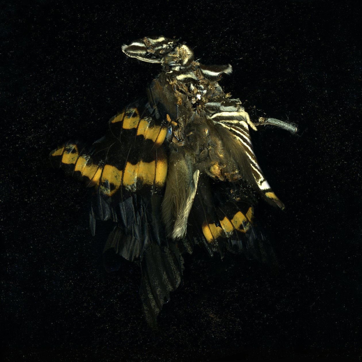 Hyönteismyrkky 17, 2009 (C-tyypin valokuva) tekijältä Mat Collishaw