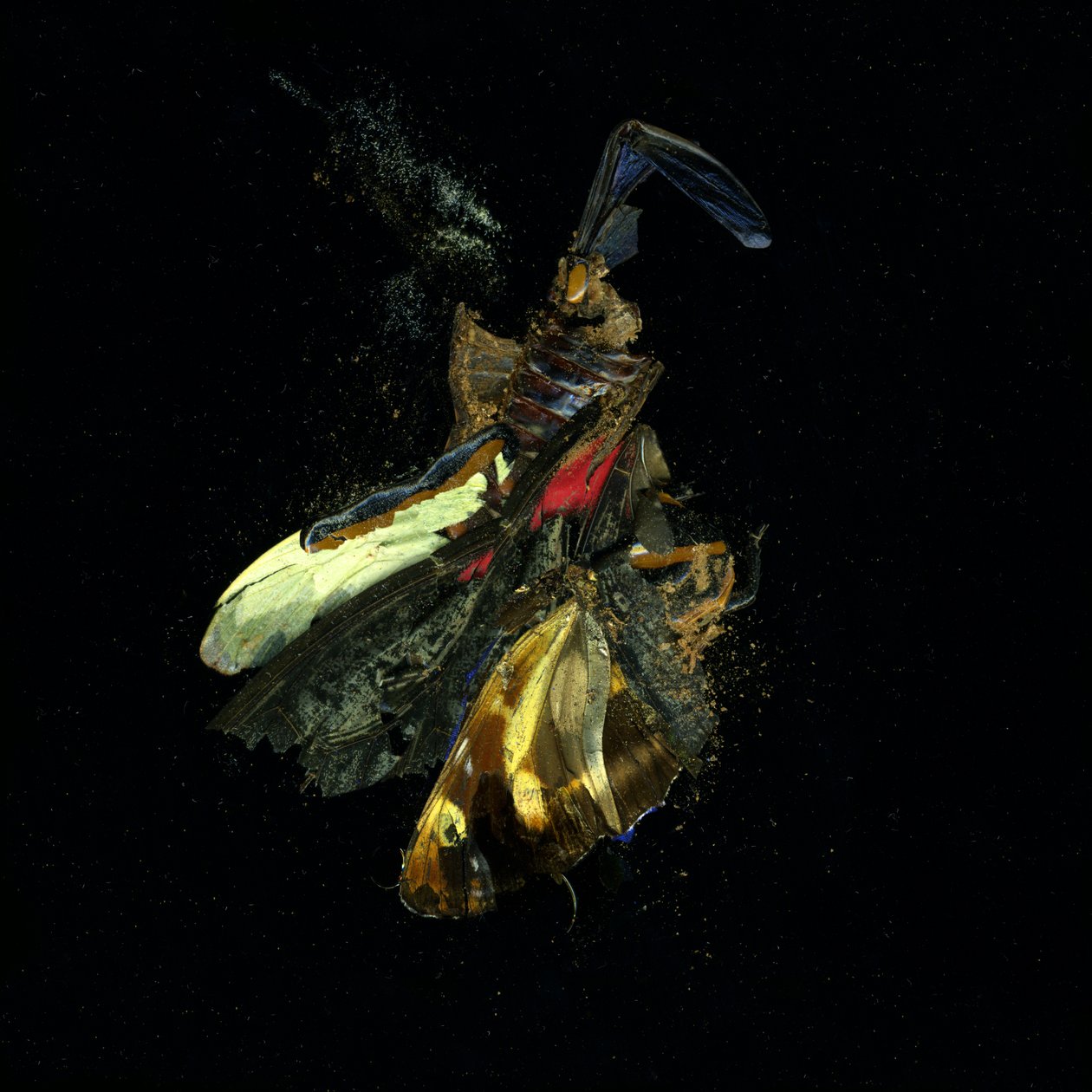 Hyönteismyrkky 18, 2009 (C-tyypin valokuva) tekijältä Mat Collishaw