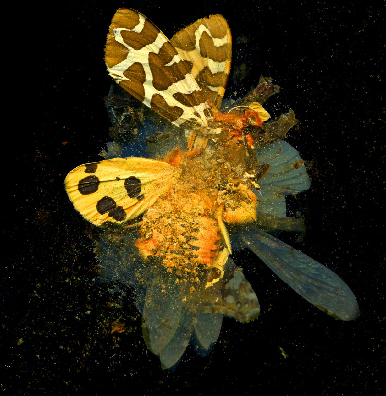 Hyönteismyrkky 24, 2008 (C-tyypin valokuva) tekijältä Mat Collishaw