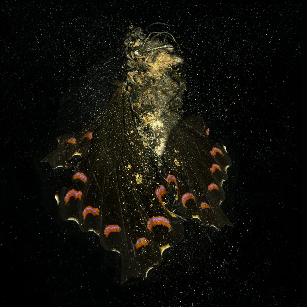 Hyönteismyrkky 28, 2011 (C-tyypin valokuva) tekijältä Mat Collishaw