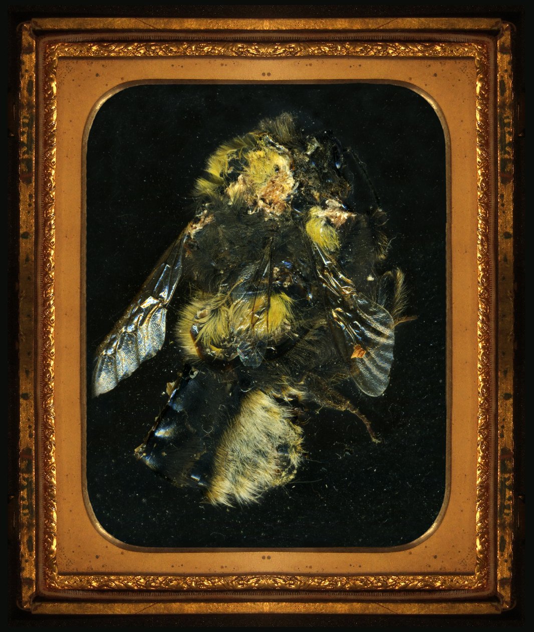 Hyönteismyrkky 2, 2006 (C-tyypin valokuva) tekijältä Mat Collishaw