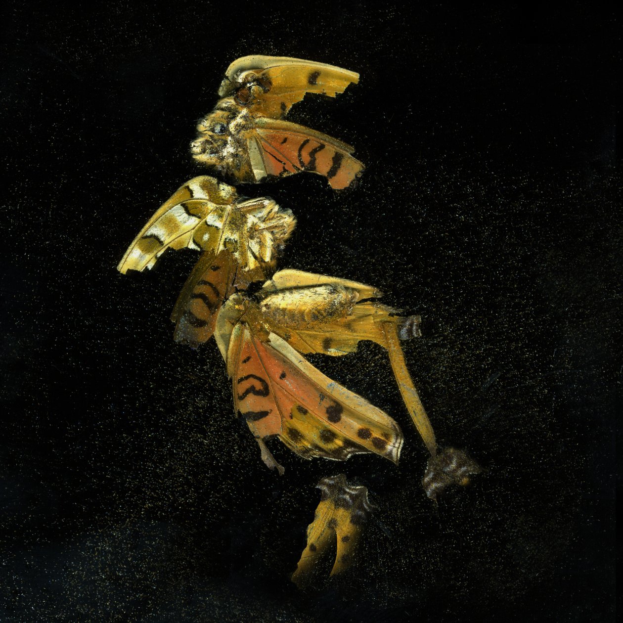 Hyönteismyrkky 35, 2011 (C-tyypin valokuva) tekijältä Mat Collishaw
