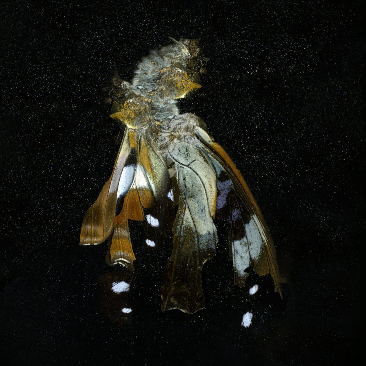 Hyönteismyrkky 38, 2011 (C-tyyppikuva) tekijältä Mat Collishaw