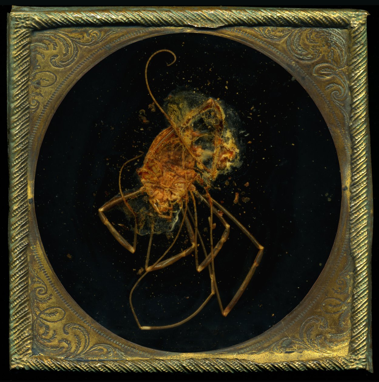 Hyönteismyrkky 5, 2006 (C-tyypin valokuva) tekijältä Mat Collishaw