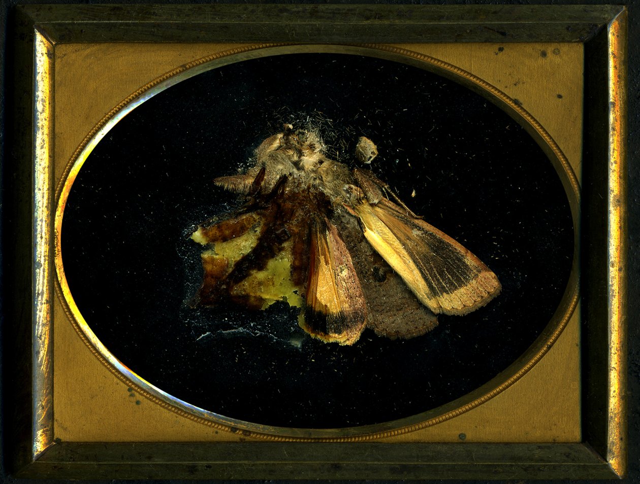 Hyönteismyrkky 8, 2006 (C-tyyppinen valokuva) tekijältä Mat Collishaw