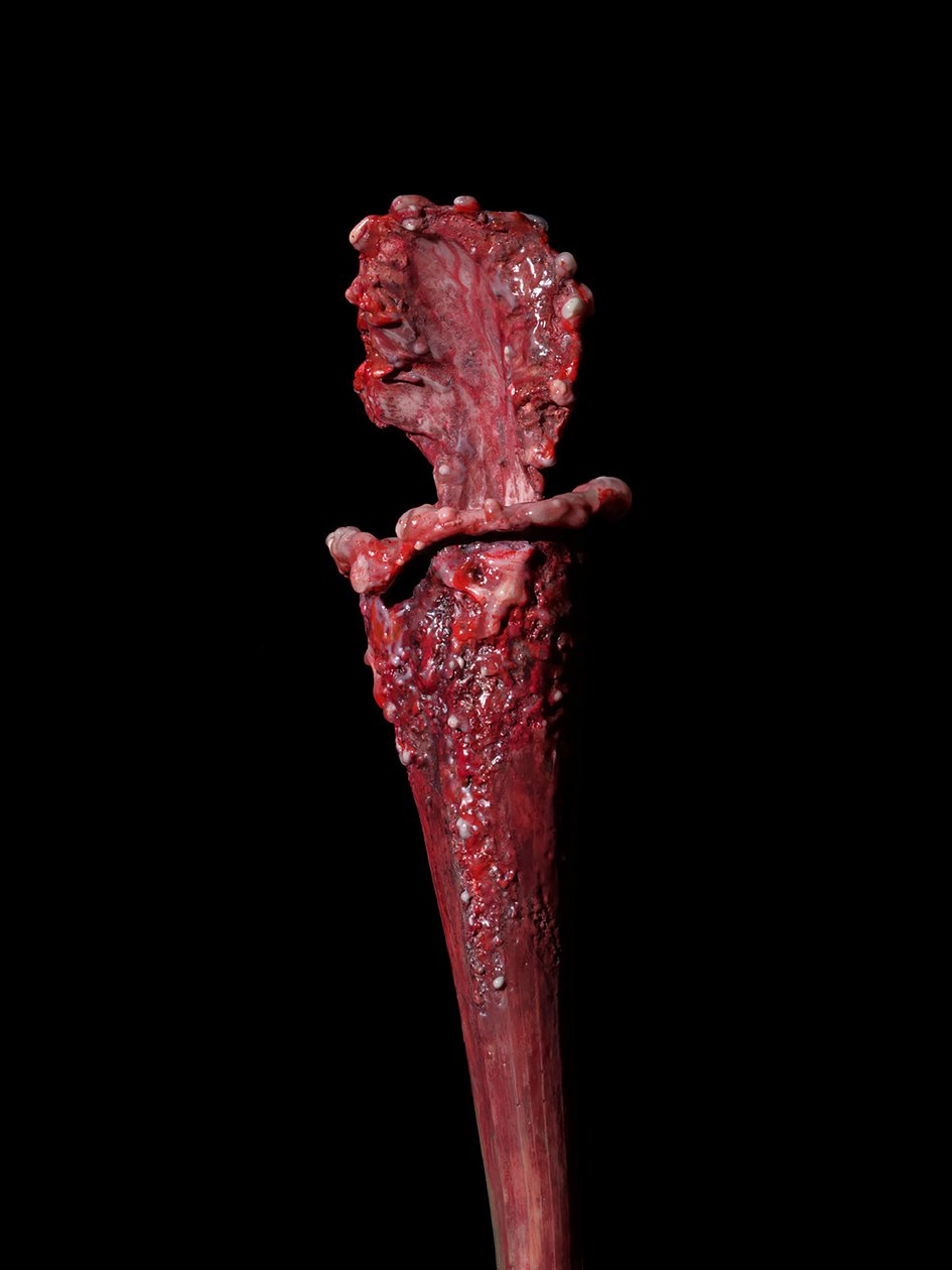 The Venal Muse, Fenside, 2012 (hartsi, emalimaali, puu, lasi, teräs) tekijältä Mat Collishaw