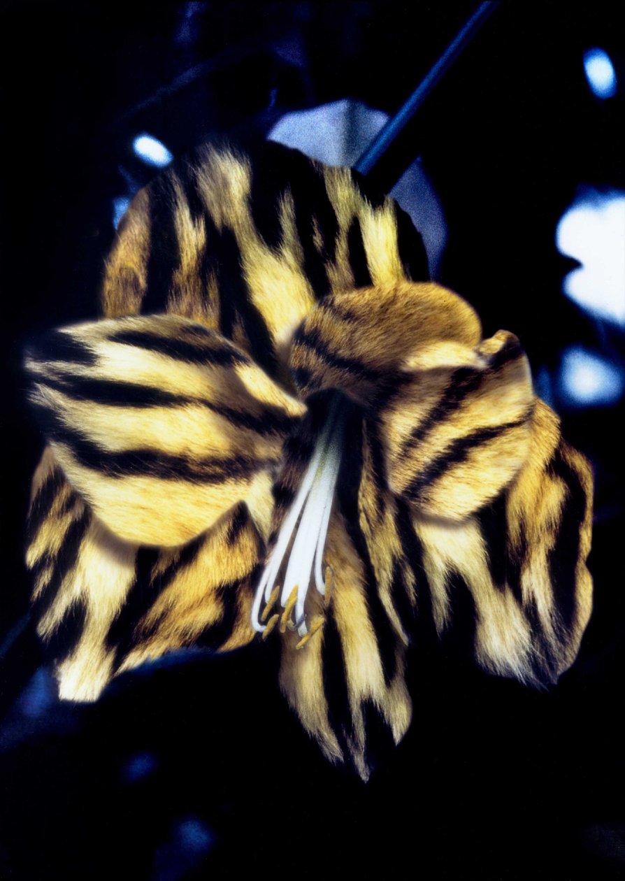 Tiger Skin Lily tekijältä Mat Collishaw