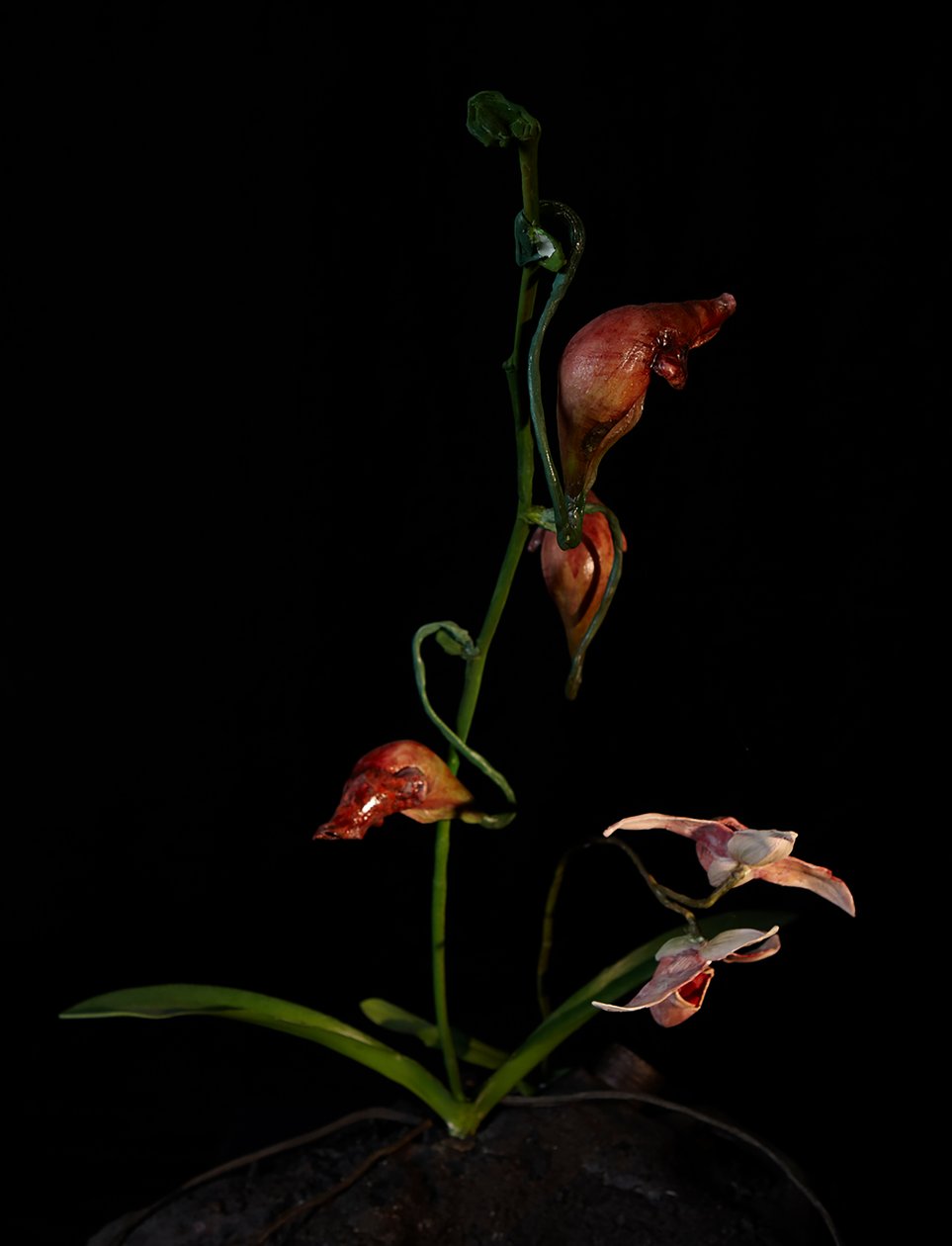 Venal Muse, Lafage, 2012 (hartsi, emalimaali, puu, lasi, teräs) tekijältä Mat Collishaw