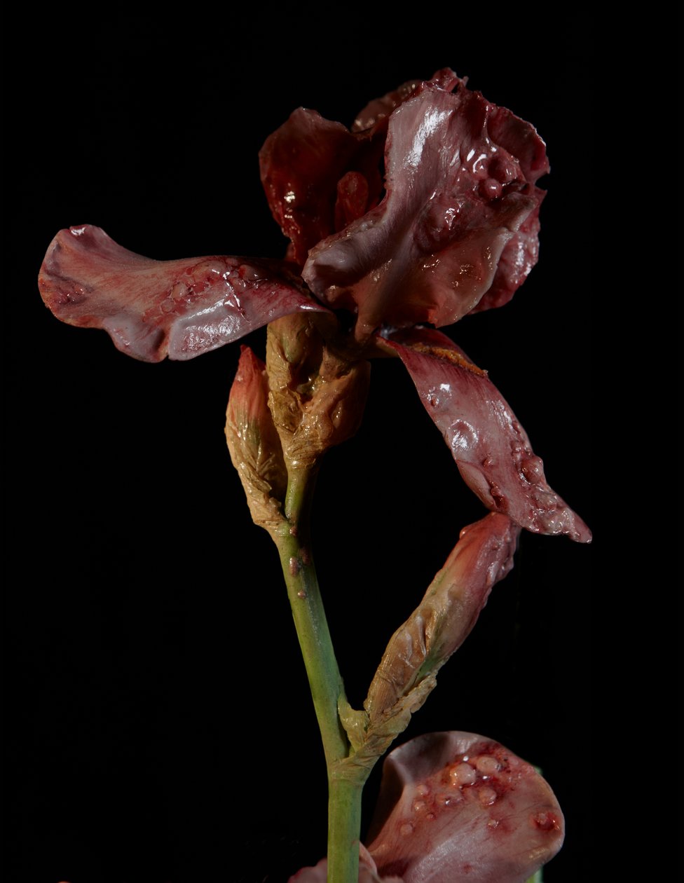 Venal Muse, Viridor, 2012 (hartsi, emalimaali, puu, lasi, teräs) tekijältä Mat Collishaw