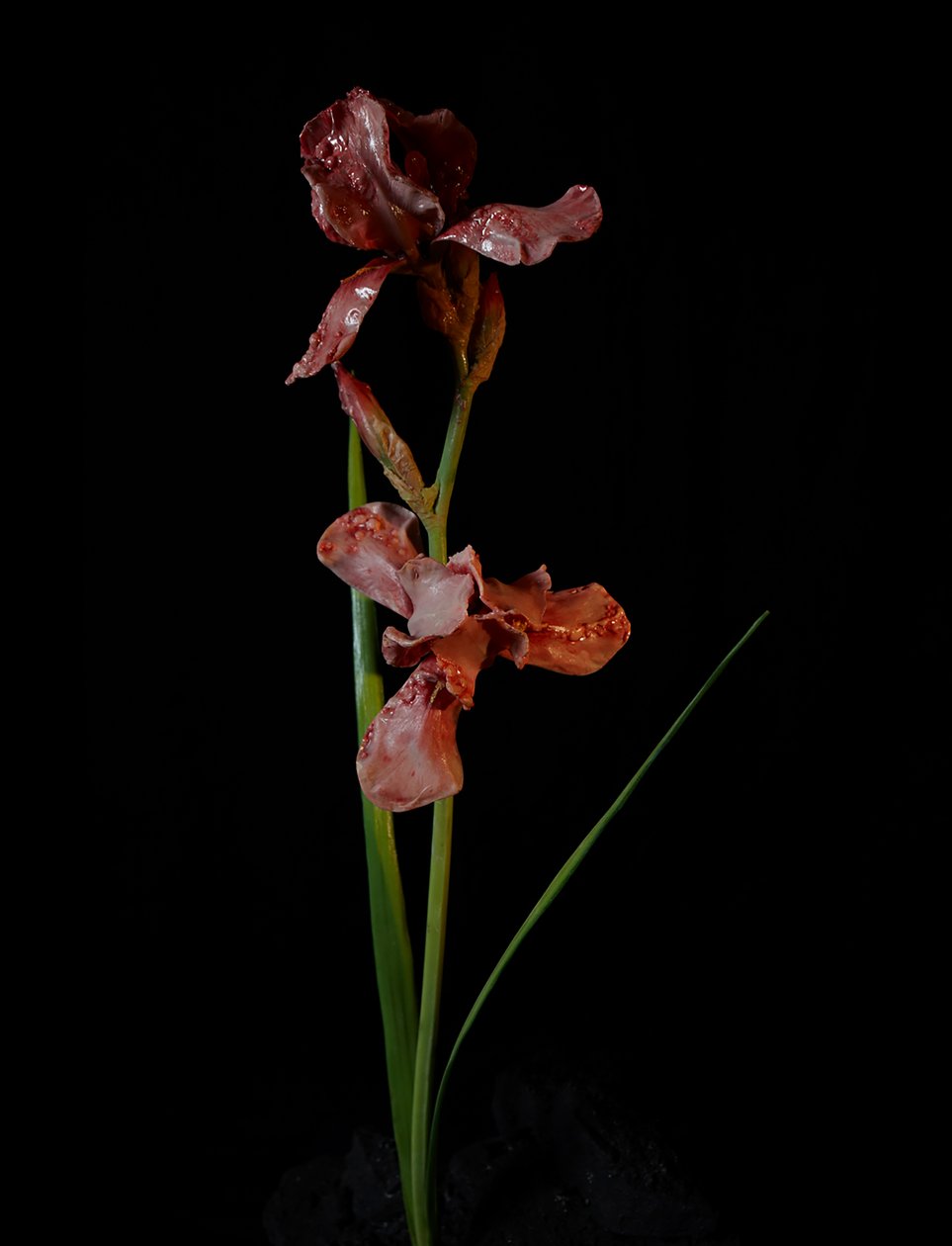 Venal Muse, Viridor, 2012 (hartsi, emalimaali, puu, lasi, teräs) tekijältä Mat Collishaw