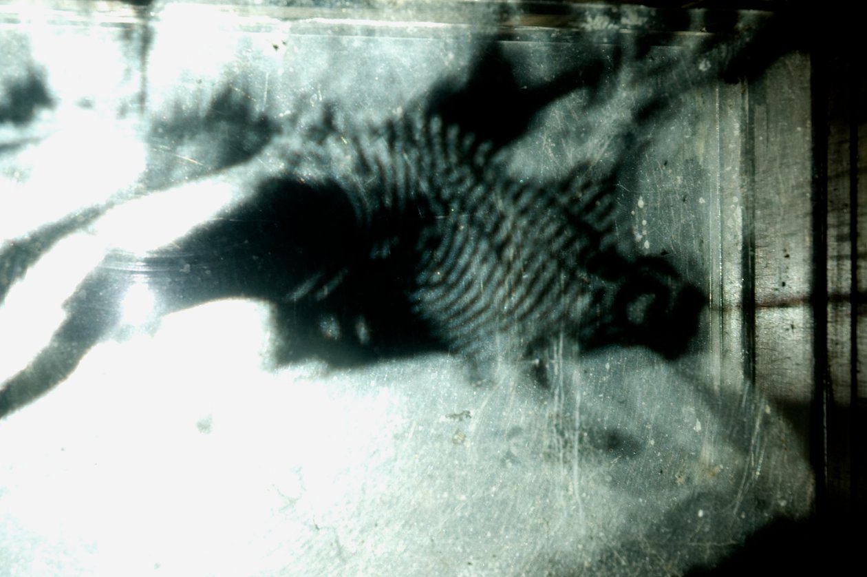 Wormery, 2009 (Puu, lasi, teräs, projektori ja soitin) tekijältä Mat Collishaw