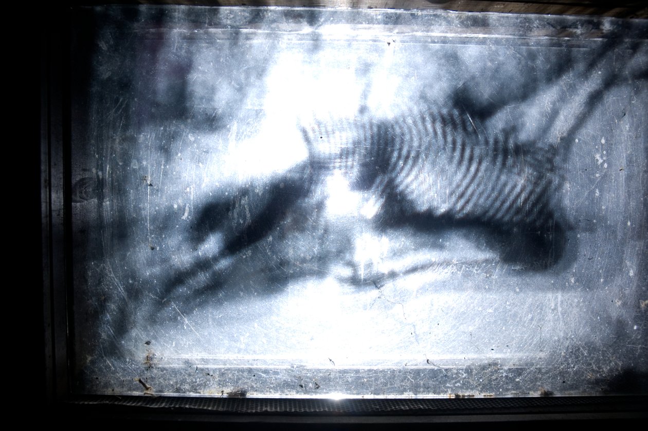Wormery, 2009 (Puu, lasi, teräs, projektori ja soitin) tekijältä Mat Collishaw
