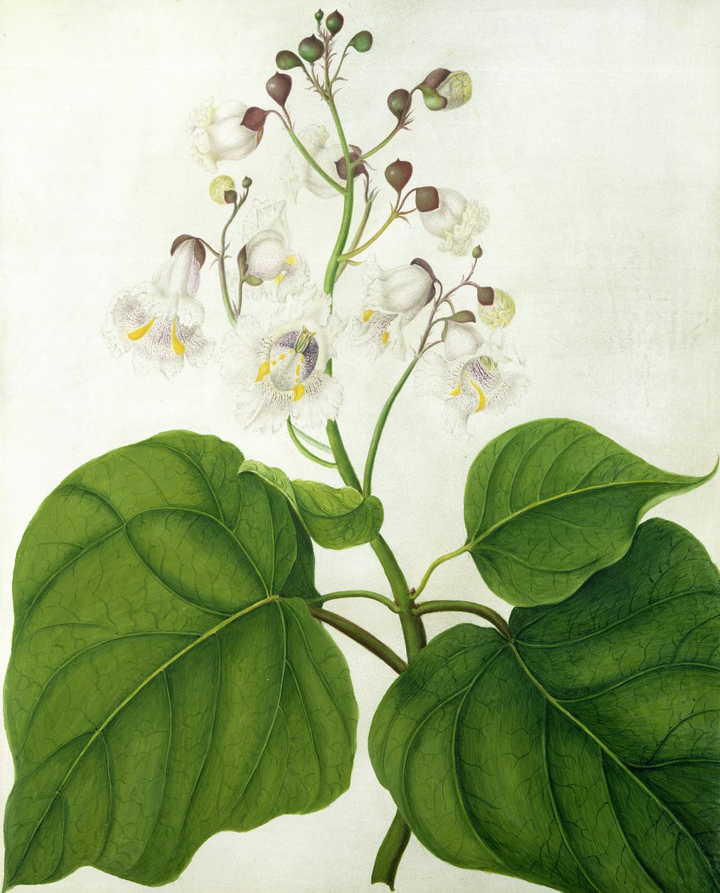 Catalpa Speciosa (wc ja guassi lyijykynän päällä vellum) tekijältä Matilda Conyers