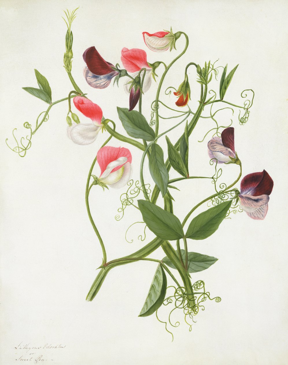Lathyrus Odoratus (wc ja guassi lyijykynän päällä vellum) tekijältä Matilda Conyers
