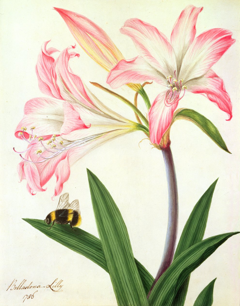 Lilium Belladonna ja mehiläinen, 1786 (wc ja guassi kynällä paperilla) tekijältä Matilda Conyers