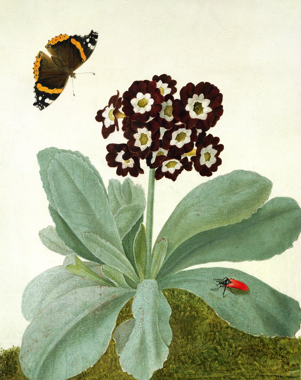 Primula Auricula perhosen ja kovakuoriaisen kanssa (guassi lyijykynällä pergamentille). tekijältä Matilda Conyers
