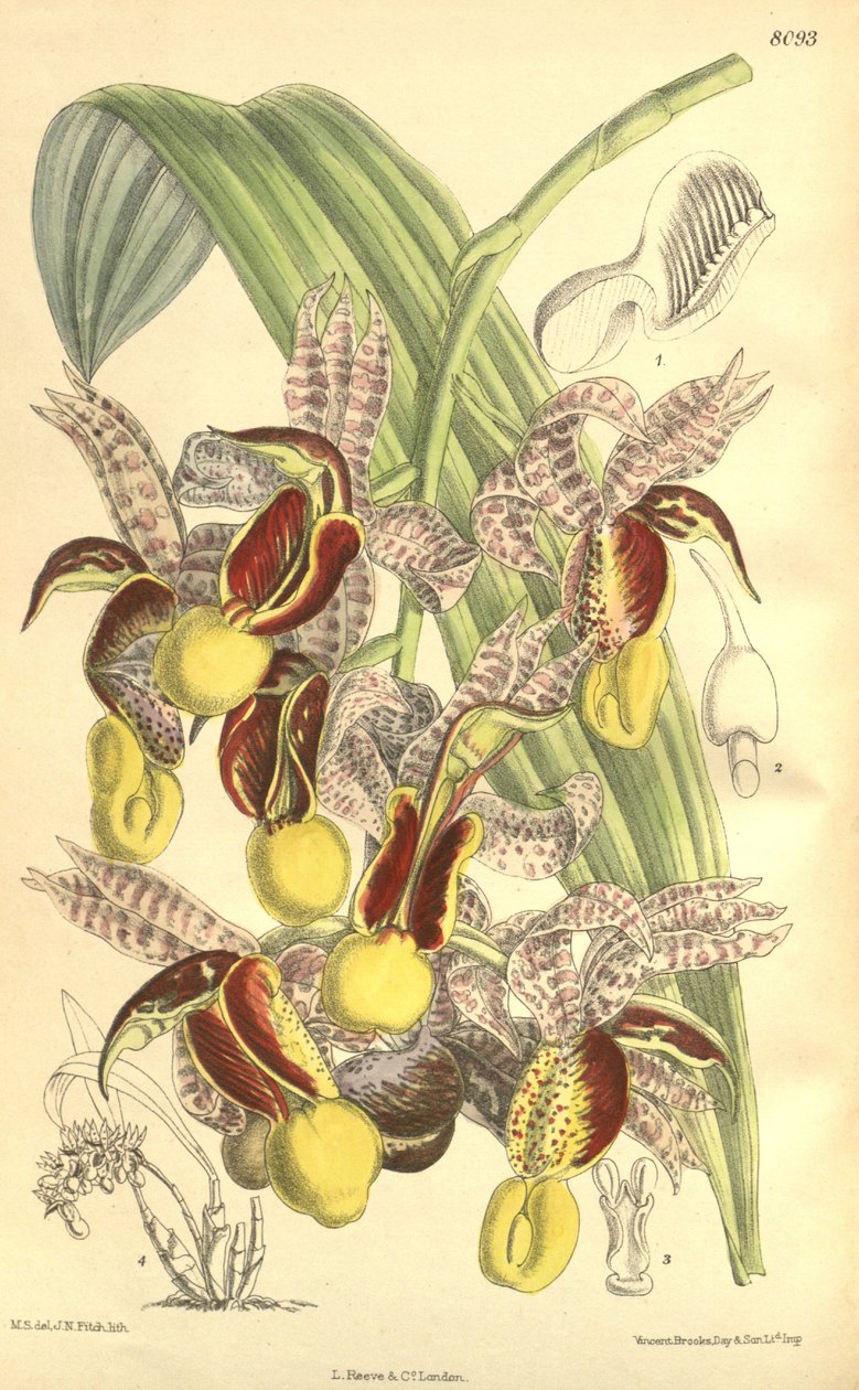 Kuva Catasetum galeritumista tekijältä Matilda Smith