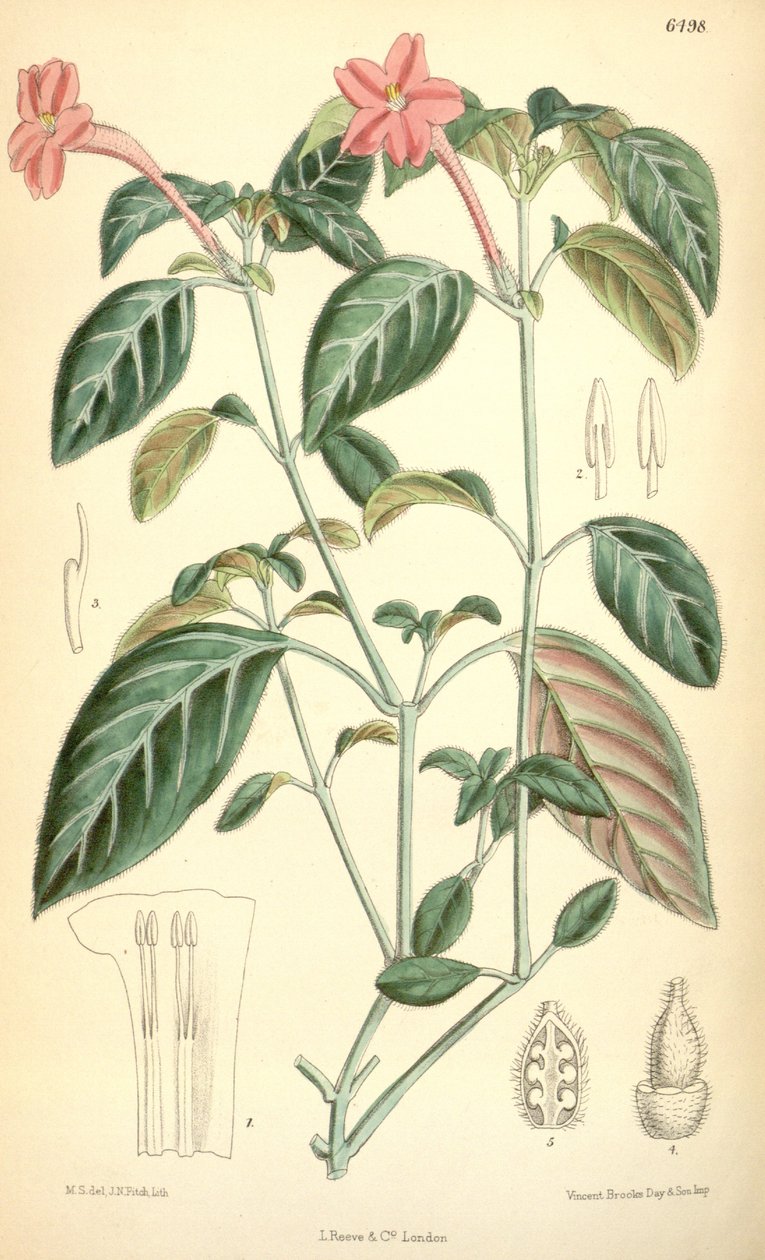 Ruellia portellae tekijältä Matilda Smith
