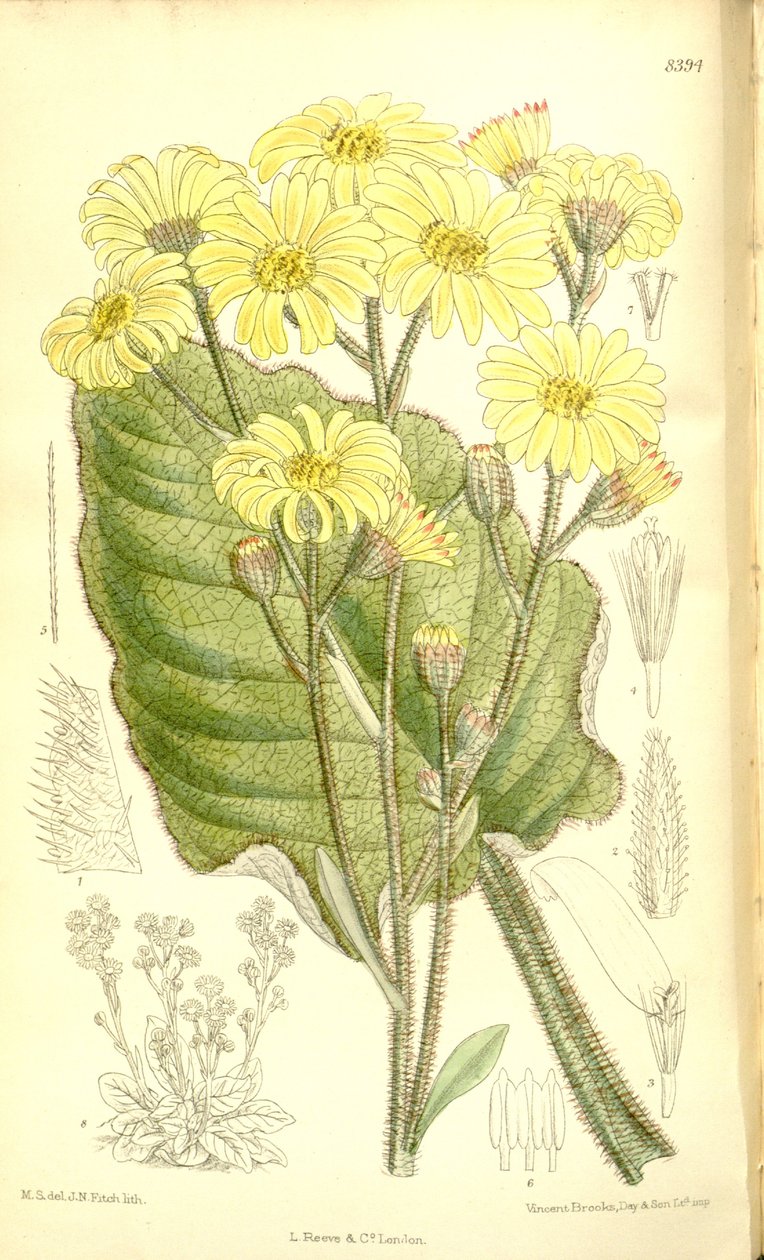 Senecio saxifragoides tekijältä Matilda Smith