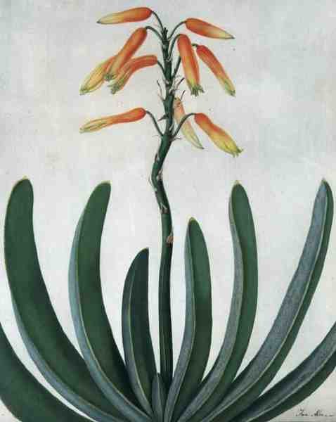 Aloe Striata (akvarelli ja guassi lyijykynän päällä vellum) tekijältä Matilda Conyers