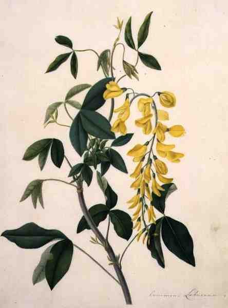 Laburnum Anagyroides (guassi ja lyijykynä pergamentille) tekijältä Matilda Conyers