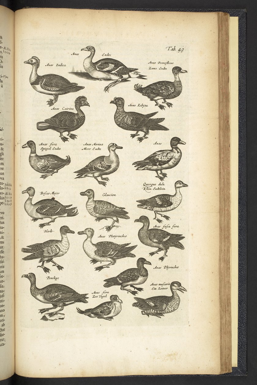 Tab 49, Ducks, kuvitus teoksesta "Neljajalkaisten luonnonhistoria" tekijältä Mattaus the Younger Merian