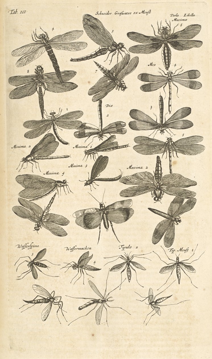 Tab III, Dragonflies, kuvitus teoksesta "Neljajalkaisten luonnonhistoria" tekijältä Mattaus the Younger Merian