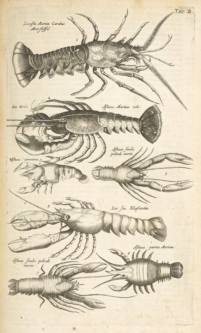 Tab II, hummerit, kuvitus teoksesta "Neljajalkaisten luonnonhistoria" tekijältä Mattaus the Younger Merian