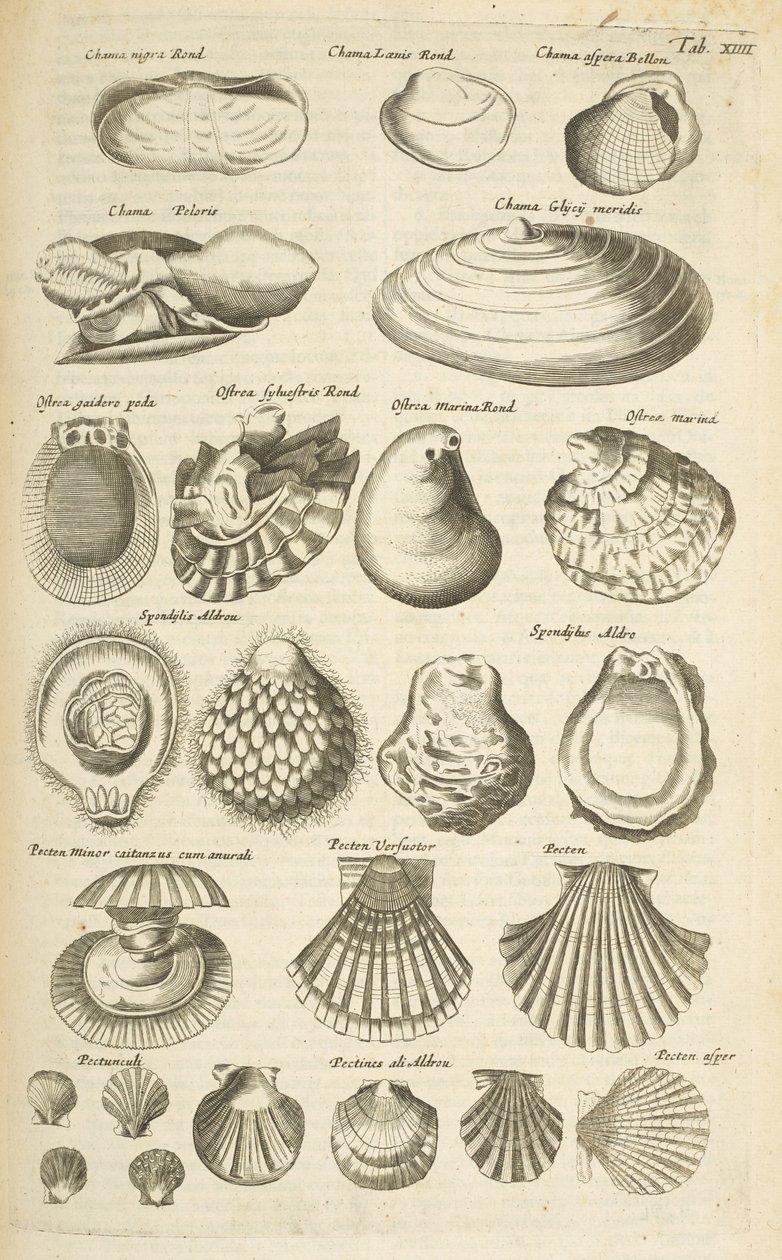 Tab XIV, Erilaisia ​​kuoria, kuvitus teoksesta Historiæ naturalus de quadrupetibus tekijältä Mattaus the Younger Merian