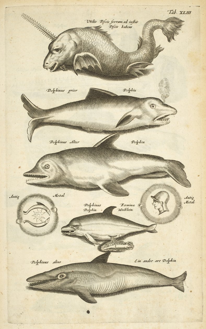 Tab 43, Dolphins, kuvitus teoksesta "Neljajalkaisten luonnonhistoria" tekijältä Mattaus the Younger Merian