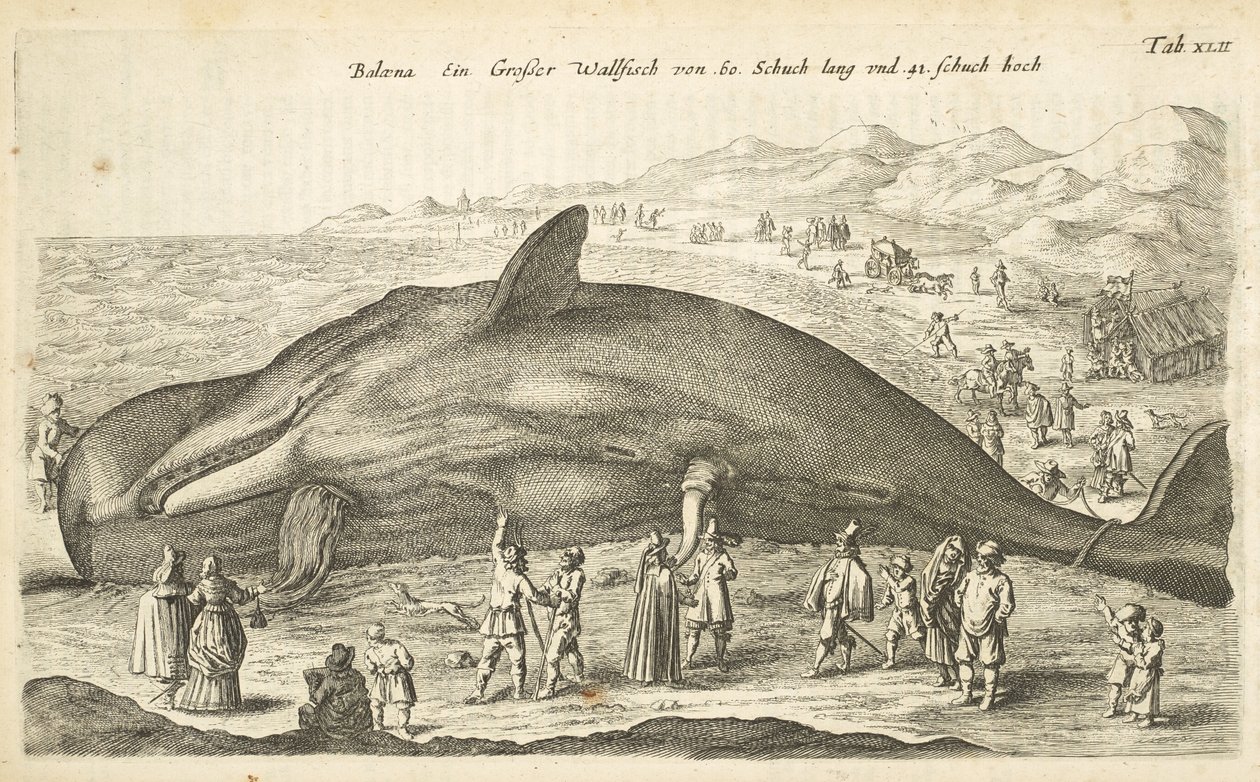 Tab XLII, valas, kuvitus teoksesta Historiæ naturalus de quadrupetebus tekijältä Mattaus the Younger Merian