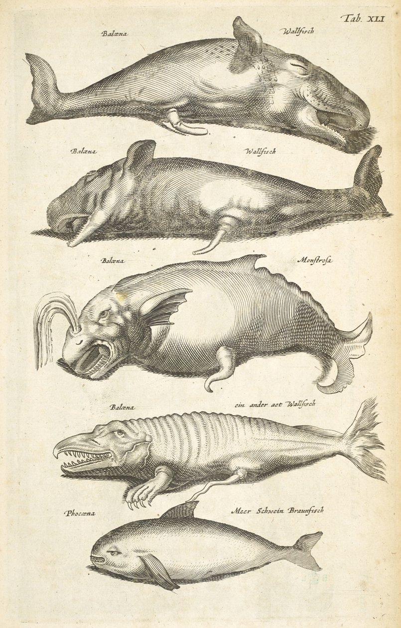 Tab XLI, Valaat, kuvitus teoksesta Historiæ naturale de quadrupetibus tekijältä Mattaus the Younger Merian