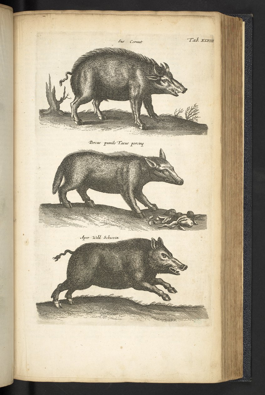 Tab 48, villisika, kuvitus teoksesta "Historiæ naturalus de quadrupetebus" tekijältä Mattaus the Younger Merian