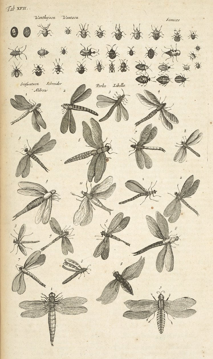 Tab XVII, Sudenkorennot, Kuvitus teoksesta "Nelijalkaisten luonnonhistoria" tekijältä Mattaus the Younger Merian