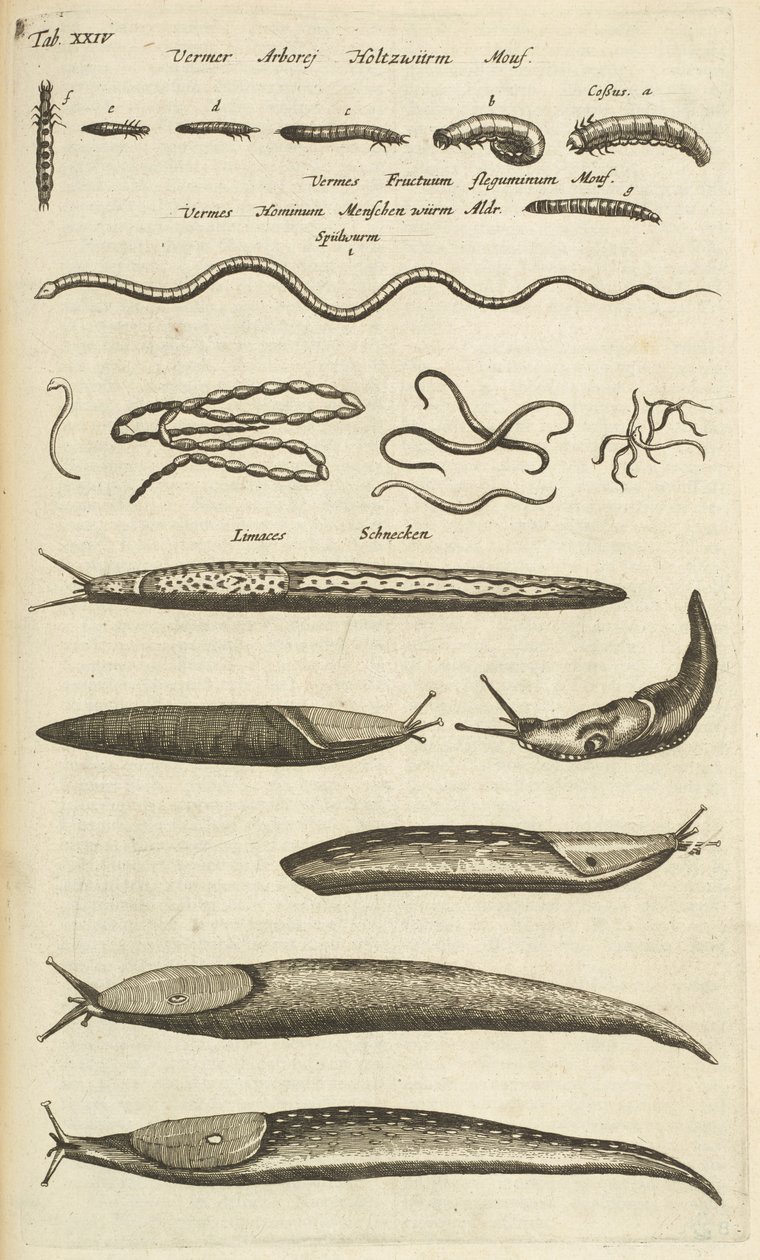 Välilehti XXIV, Slugs and Worms, Kuvitus teoksesta "Nelijalkaisten luonnonhistoria" tekijältä Mattaus the Younger Merian