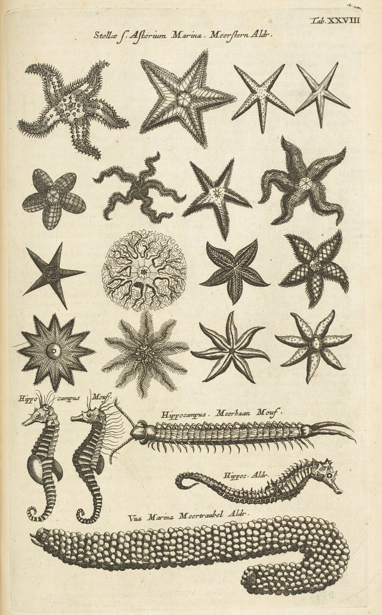 Tab XXVIII, Meritähti ja merihevoset, kuvitus tekijältä Mattaus the Younger Merian