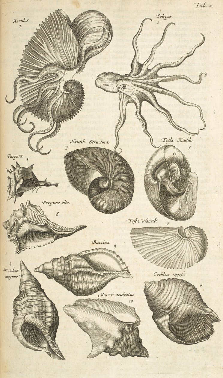 Tab X, Octopus- ja Nautilus-kuoret, kuvitus teoksesta Historiæ naturalus de quadrupetibus tekijältä Mattaus the Younger Merian