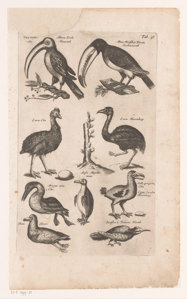 Toekans en andere vogels Lintujen luonnonhistoria, kirja 6 J. Jonston (sarjan nimi) tekijältä Matthaus Merian