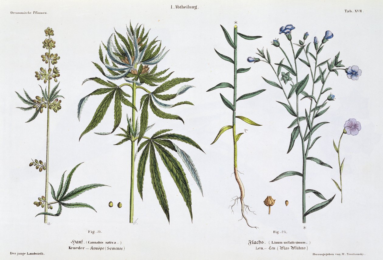 Kannabis ja pellava, "The Young Landsman" -julkaisusta, julkaistu Wienissä, 1845 (käsinvärinen lito) tekijältä Matthias Trentsensky