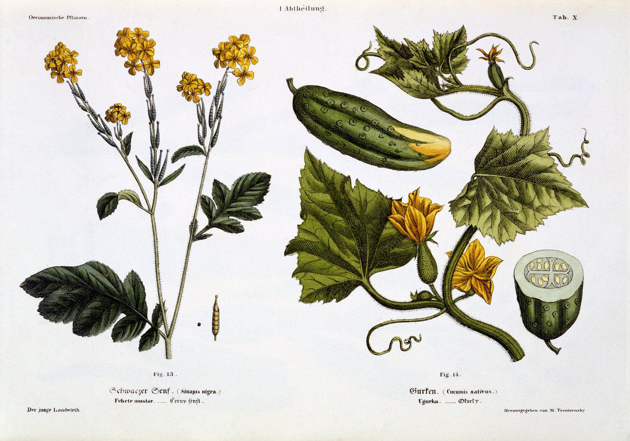 Sinapis nigra (kuva 13), Cucumis Sativus (kuva 14), "Der Junge Landwirth", julkaistu 1845 (käsinvärinen litolevy) tekijältä Matthias Trentsensky