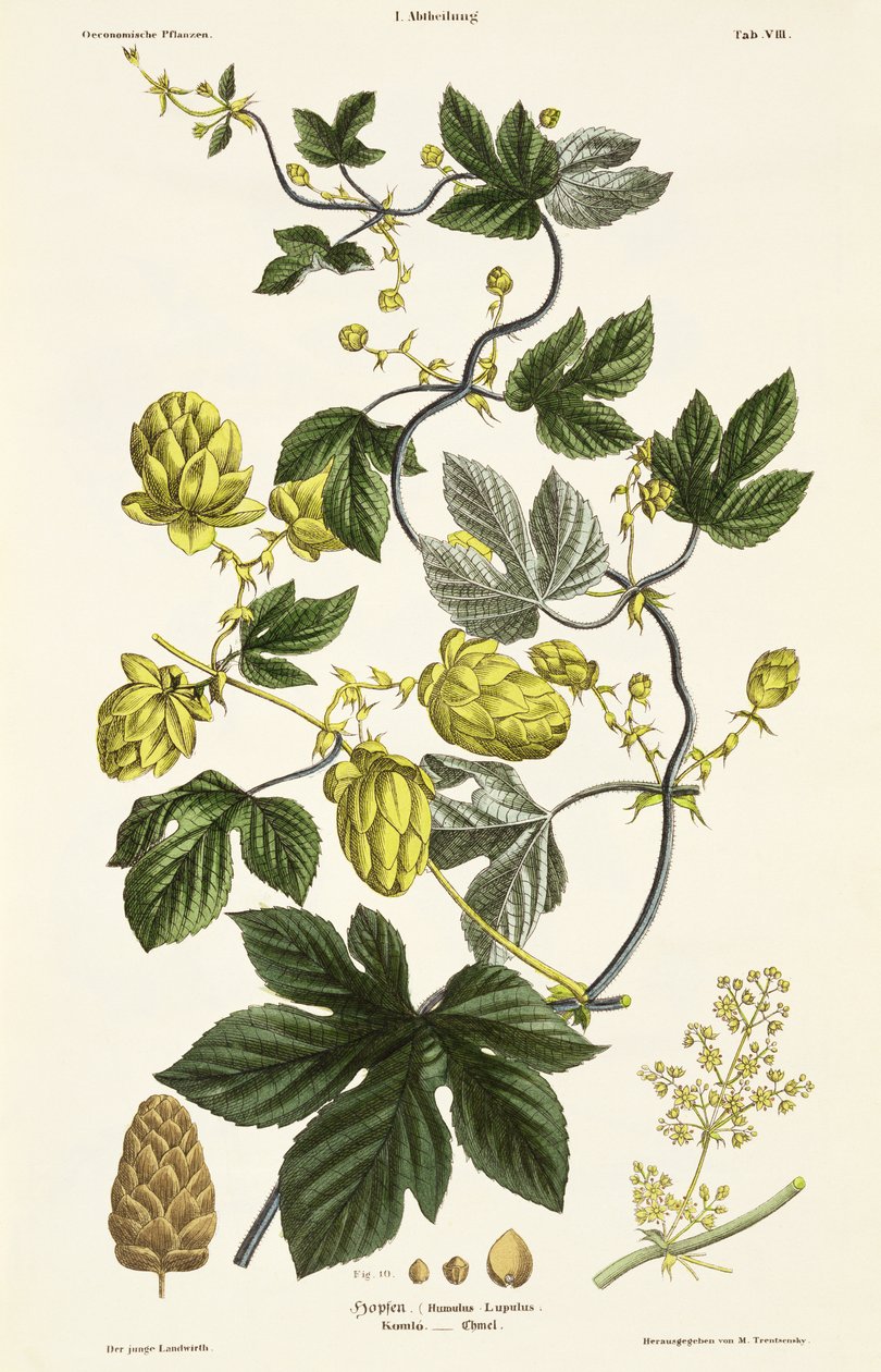 Hop Vine, The Young Landsman -kirjasta, julkaistu Wienissä, 1845 (käsinvärinen lito) tekijältä Matthias Trentsensky