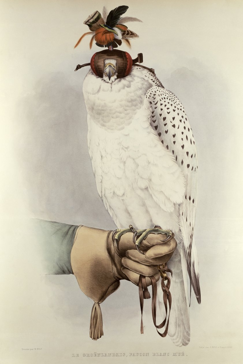 Grönlantilainen, Faucon Blanc Mue, H. Schlegelin ja A. H. Verster de Wulverhorstin Traite de Fauconneriesta, 1844-53 tekijältä Mattias Wolf