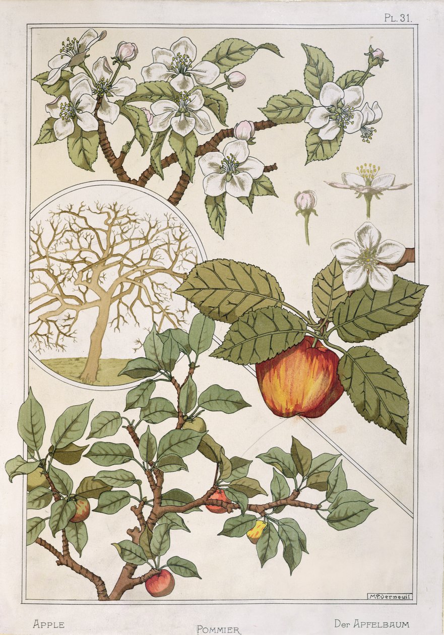 Omenapuu, hedelmät ja kukat, Encyclopédie Botaniquesta, n. 1900 (värilitho) tekijältä Maurice Pillard Verneuil