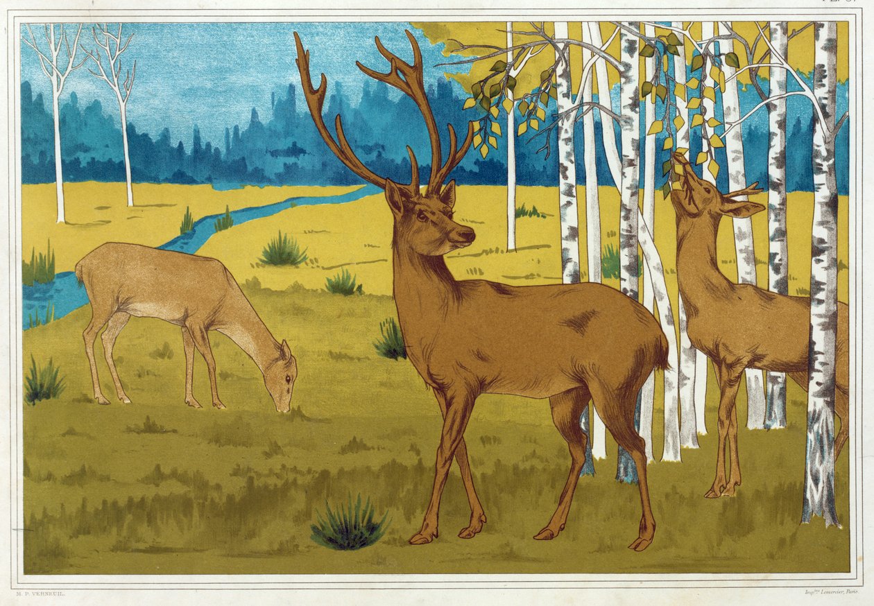 Deer, 