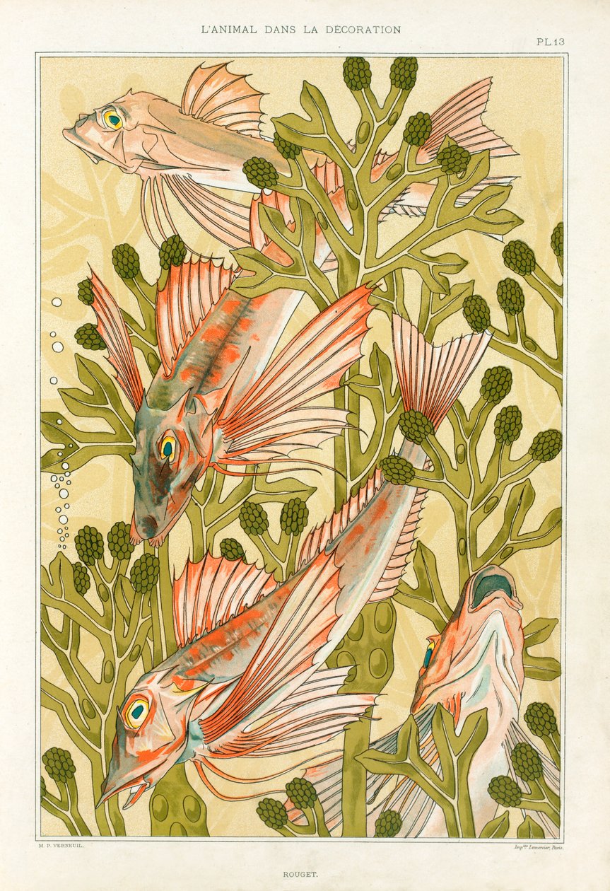 Red Mullet, pubi. 1897. tekijältä Maurice Pillard Verneuil