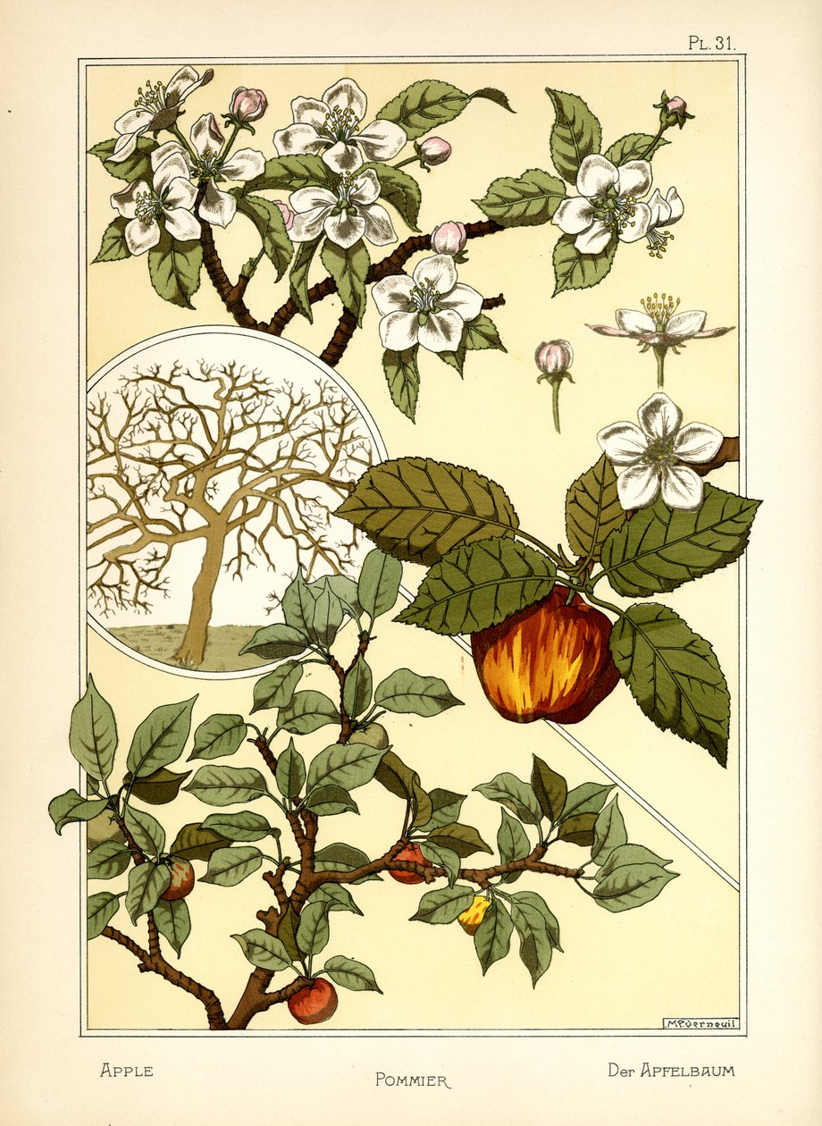 Omenapuu (väri litho) tekijältä Maurice Pillard Verneuil