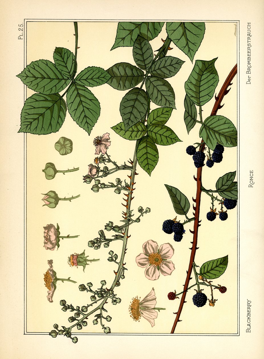 Blackberry Bush (väri litho) tekijältä Maurice Pillard Verneuil
